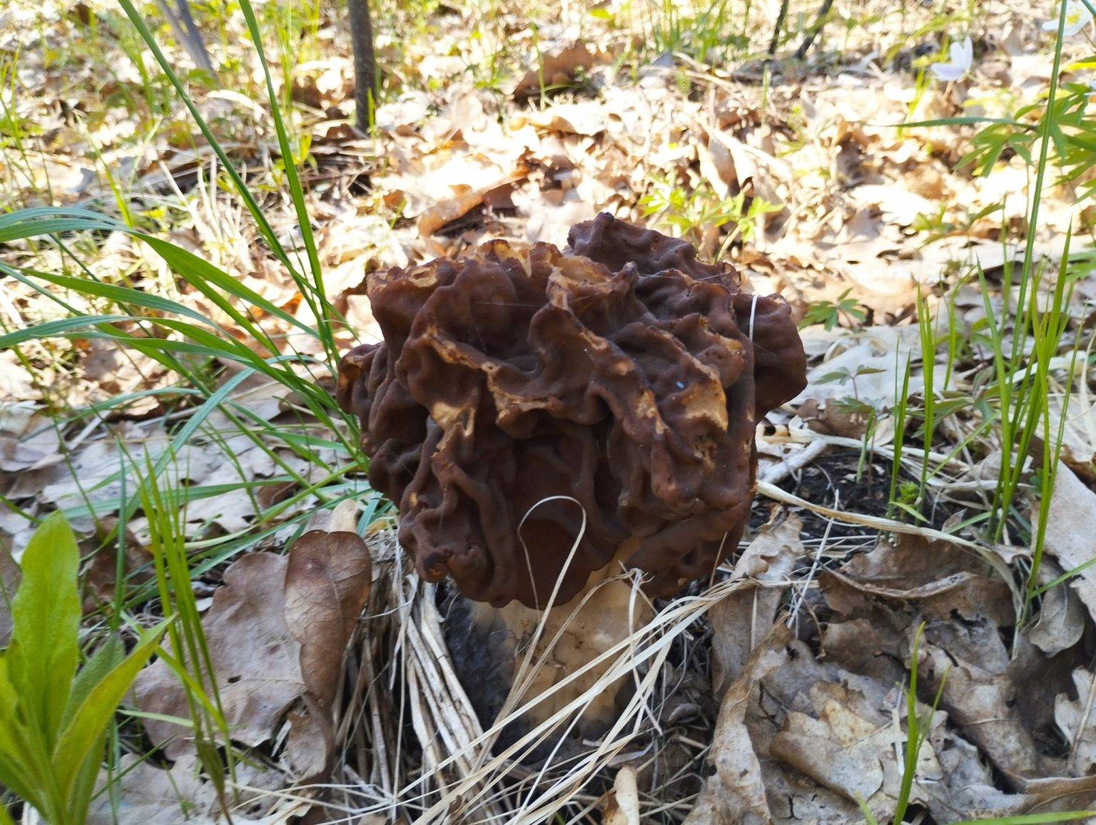 Перші весняні гриби: заступник міського голови Франківська поділився фотографіями з "тихого полювання"
