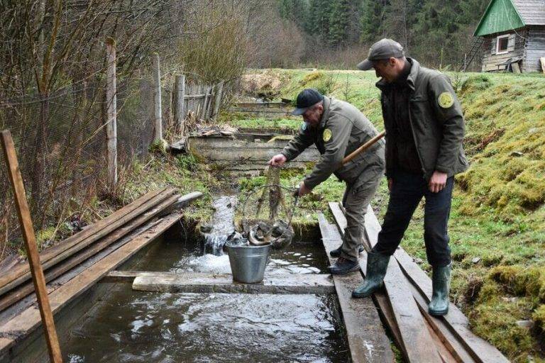 У нацпарку Синевир завершили весняний забір ікри форелі