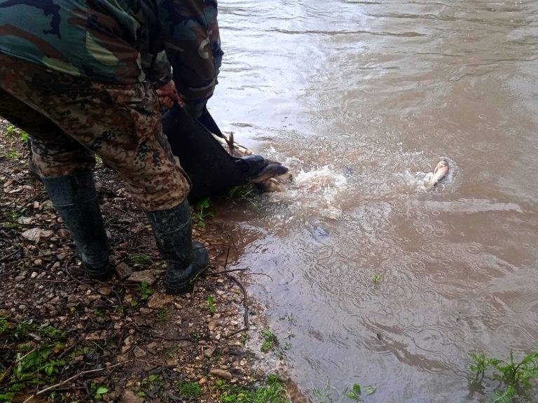 На Франківщині зарибнили Золоту Липу