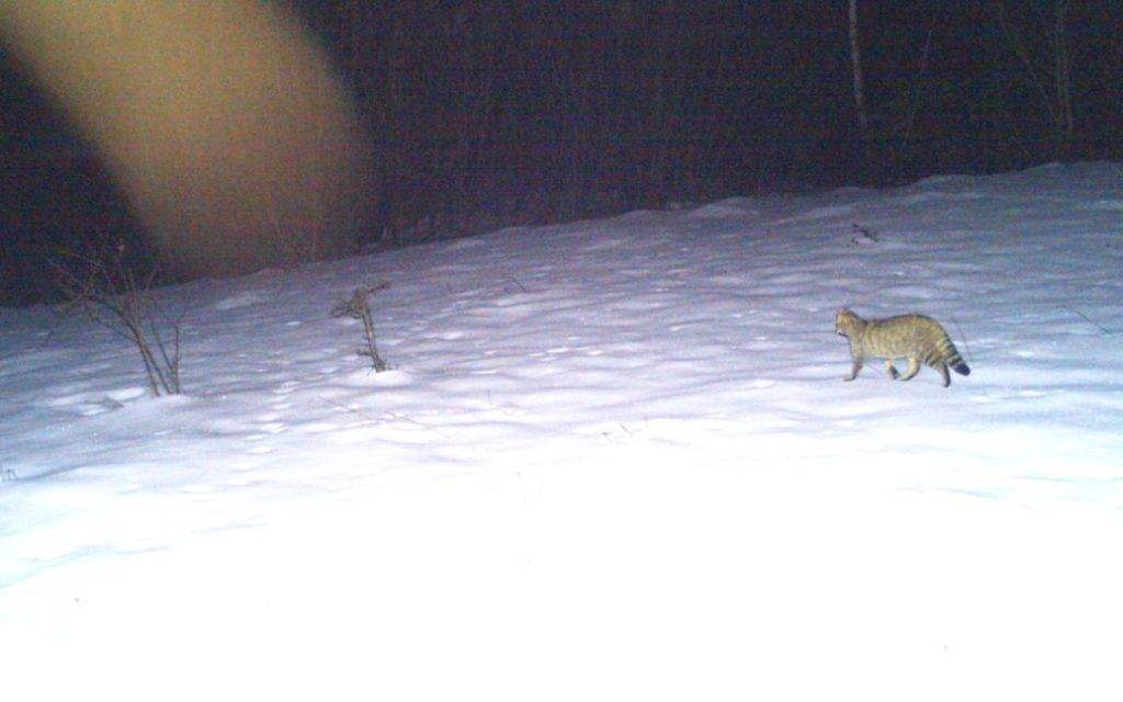 У Карпатах фотопастка спіймала рідкісного дикого кота