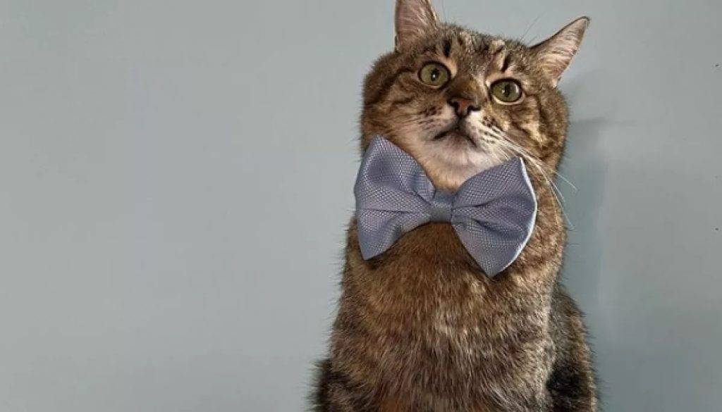 Курйоз: кіт Степан з Харкова зробив пропозицію лапки та серця своїй коханій Стефанії