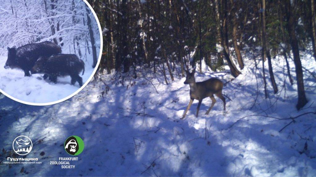 У Карпатах фотопастка "вполювала" чимало тварин: кадри із дикої природи