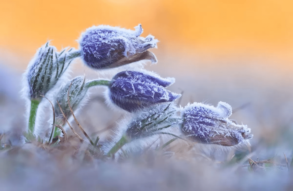 Найближчими днями на Прикарпатті прогнозують заморозки, у горах – лавинонебезпечно
