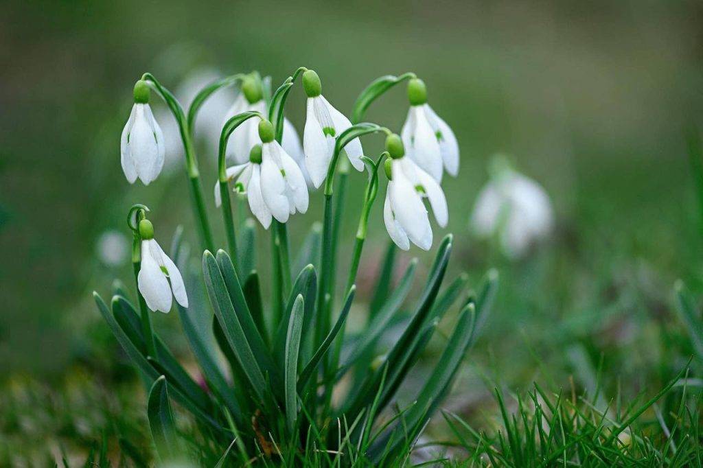У гірських районах нацпарку Синевир зацвіли підсніжники