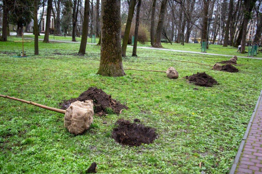Франківські чиновники влаштували весняну толоку, висадили чотири десятки дерев. ФОТО