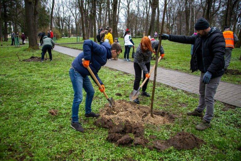 Франківські чиновники влаштували весняну толоку, висадили чотири десятки дерев. ФОТО