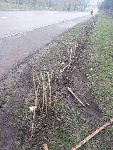 У Калуші вандали понищили декоративні зелені насадження. ФОТО