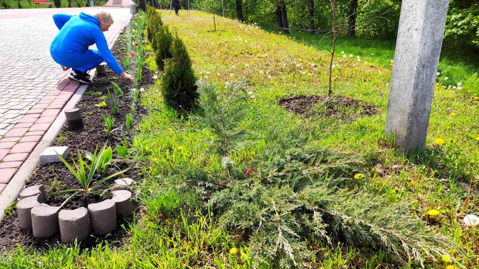 У Заболотові вандали знищили клумби та зелені насадження