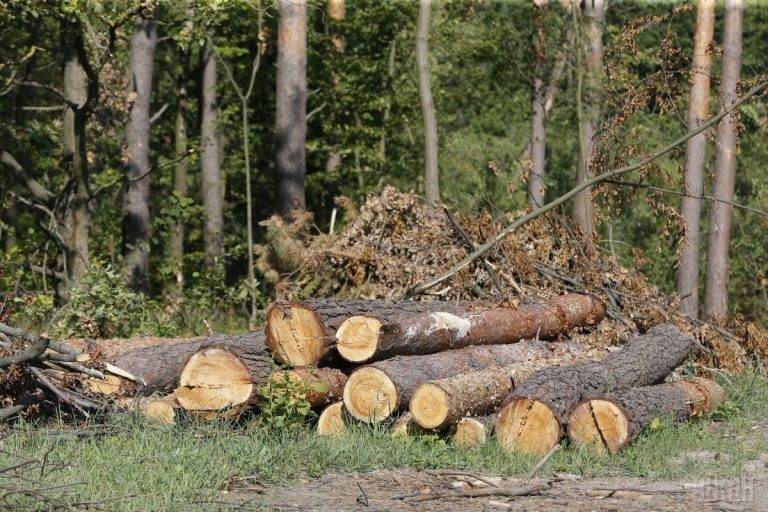 Мешканець Косівщини заплатить штраф за незаконну порубку дерев у нацпарку “Гуцульщина”