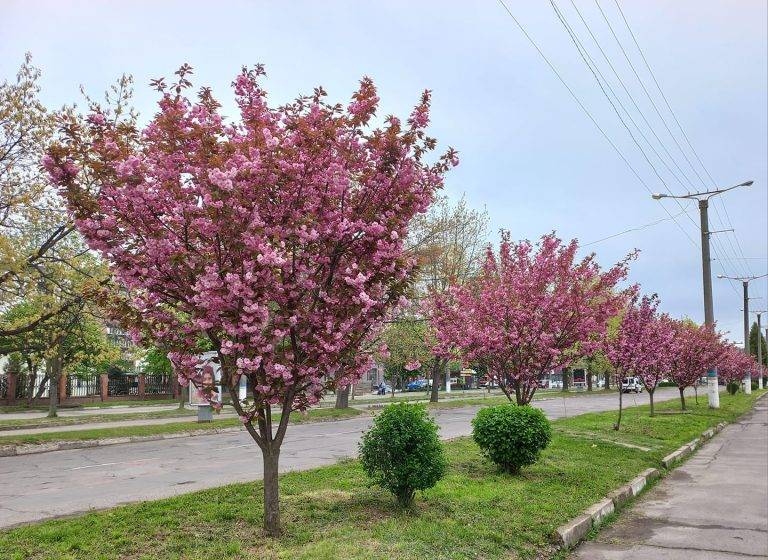 В Калуші зацвіли сакури. ФОТО