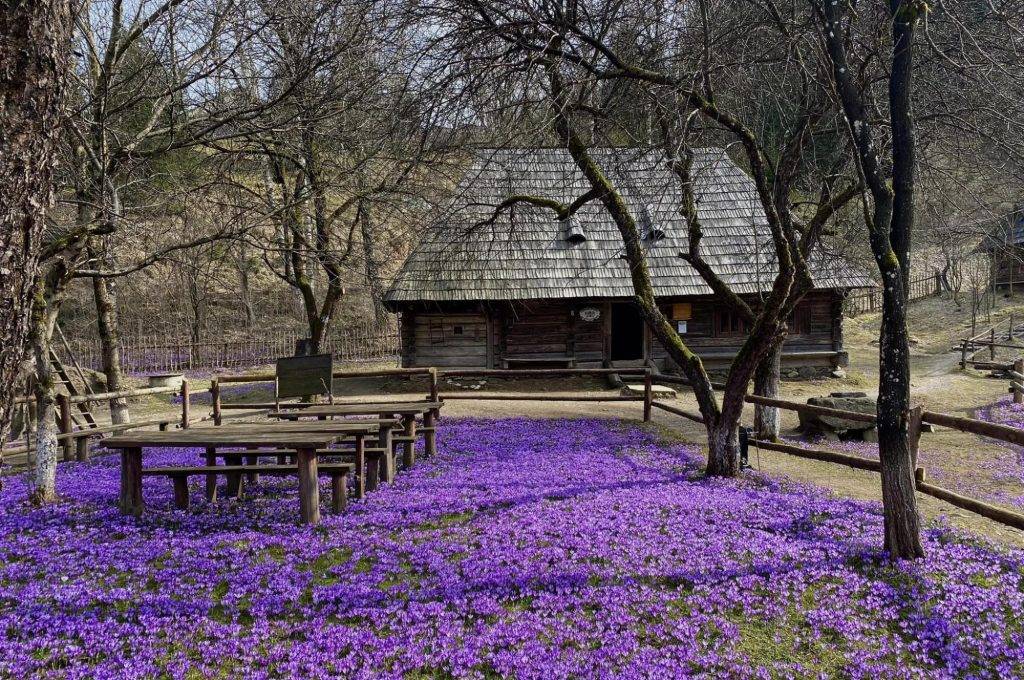 Від шафранів до сакур: найяскравіші квіткові локації для весняної мандрівки