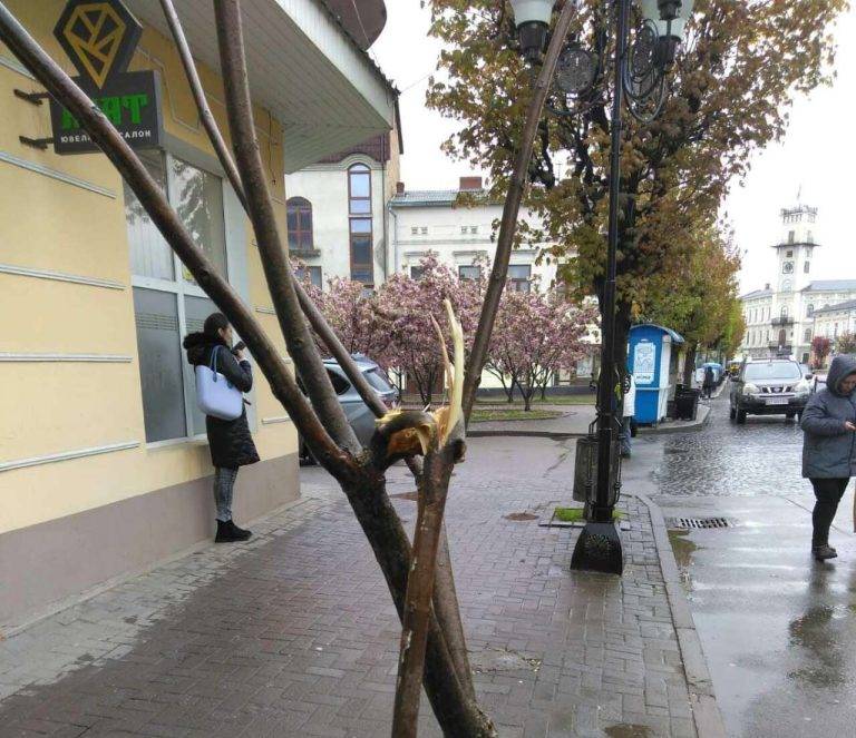 У Коломиї вандали поламали молоді дерева