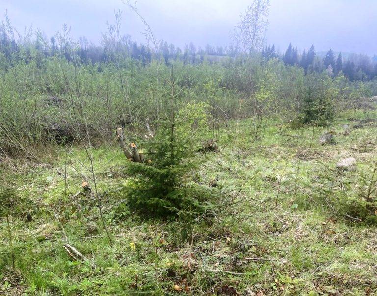 На Калущині екологи виявили незаконні рубки у заказнику. ФОТО