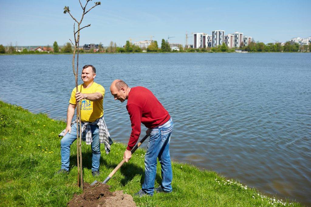 Івано-Франківськ поповнився новими деревами. ФОТО