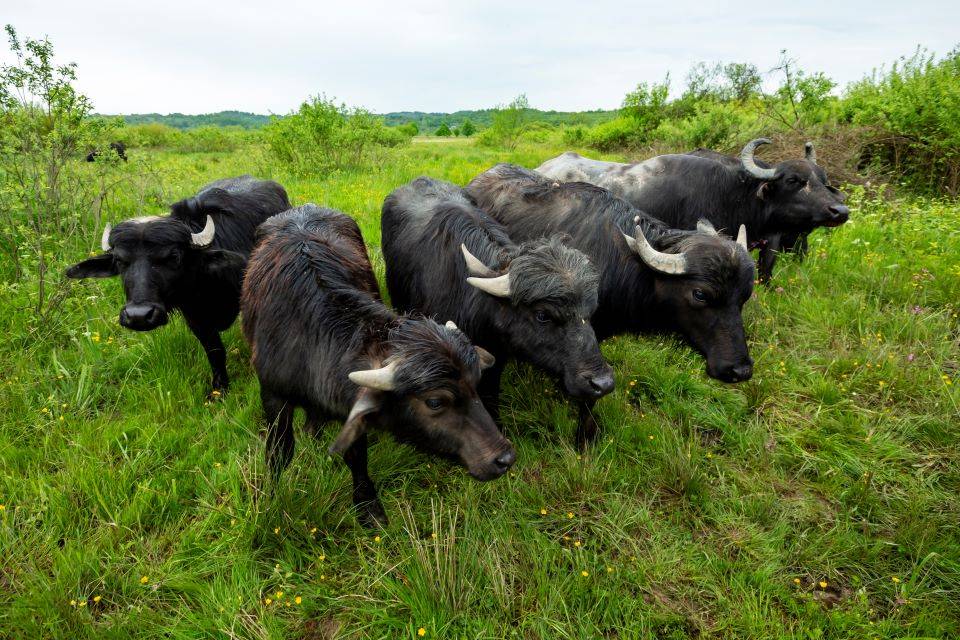 Карпатські буйволи повернулися в Долину нарцисів 