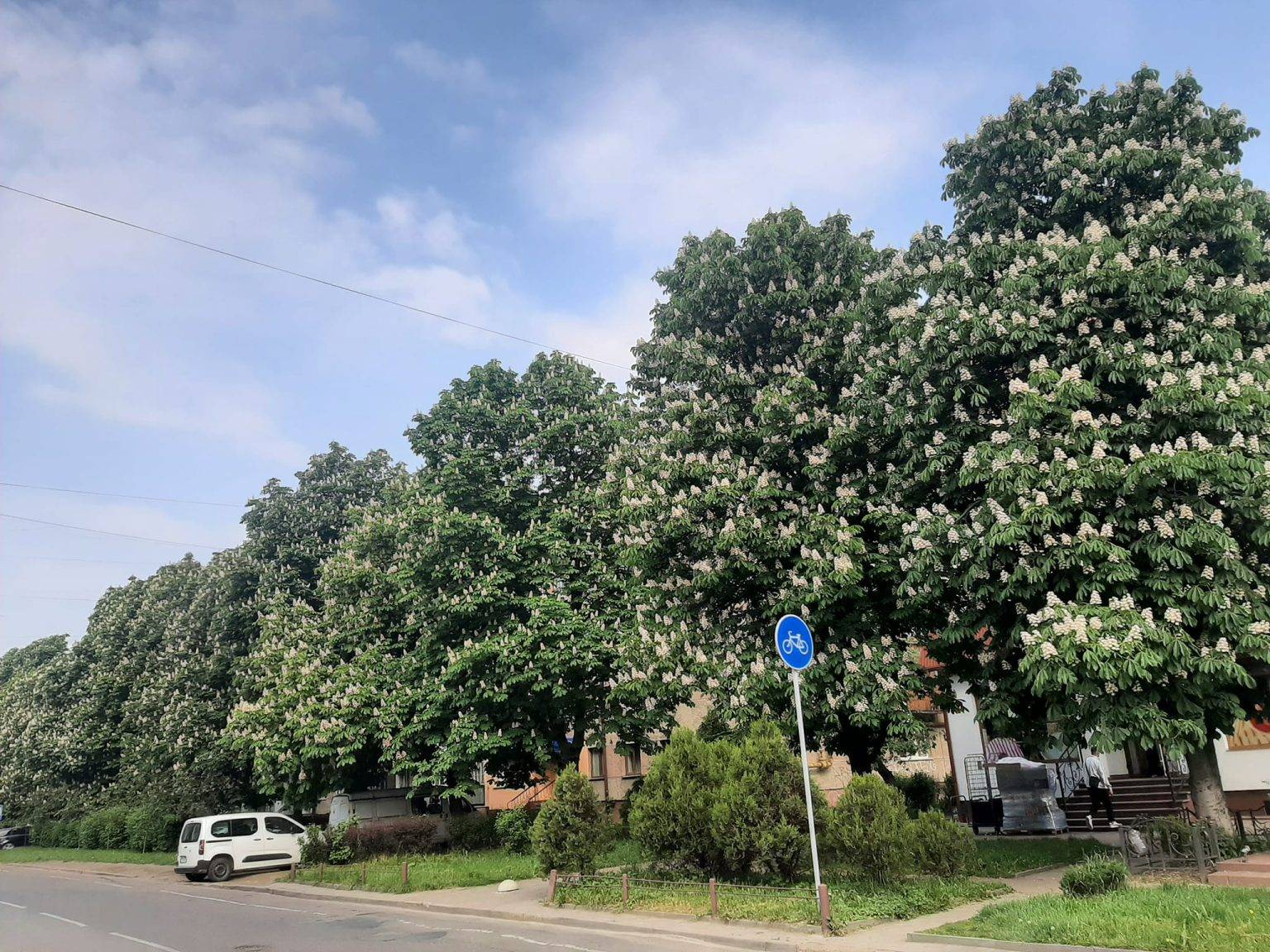 У Івано-Франківську рясно квітнуть каштани: неймовірні фото