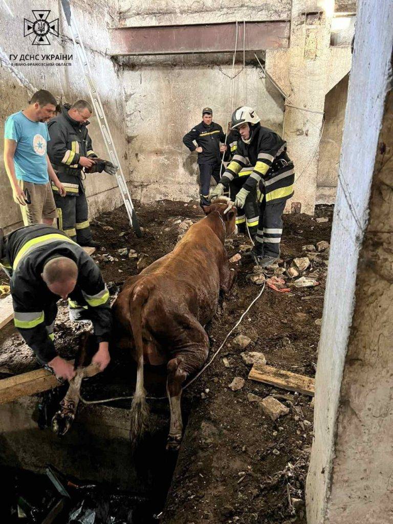 Прикарпатські рятувальники витягували з глибокої ями корову