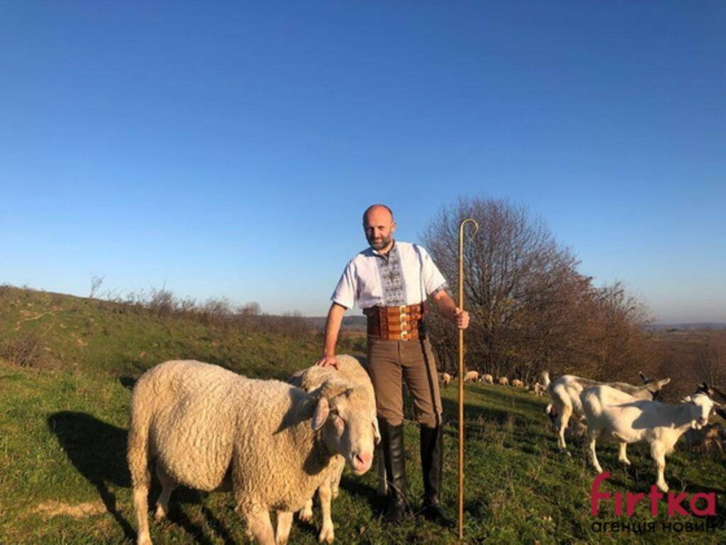 Як у час війни розвивається вівчарство на Прикарпатті