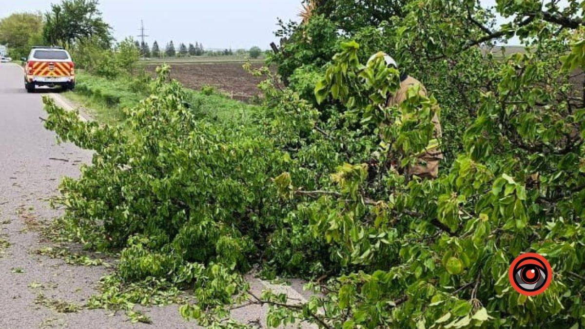 У Городенківській громаді дерево впало на проїжджу частину дороги