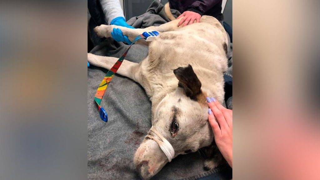 Що відомо про ймовірне отруєння собак у Франківську