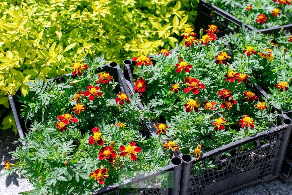 «Квітуча Галичина»: у сквері «на Валах» маленькі франківці садили квіти. ФОТО