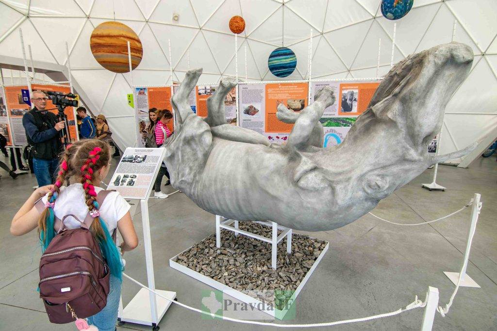 На Франківщині презентували точну копію Старунського носорога - доісторичну тварину, яку віднайшли на Франківщині майже 100 років тому
