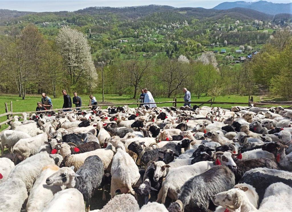 У Карпатах відбулася традиційна міра – стада овець і кіз провели на полонину