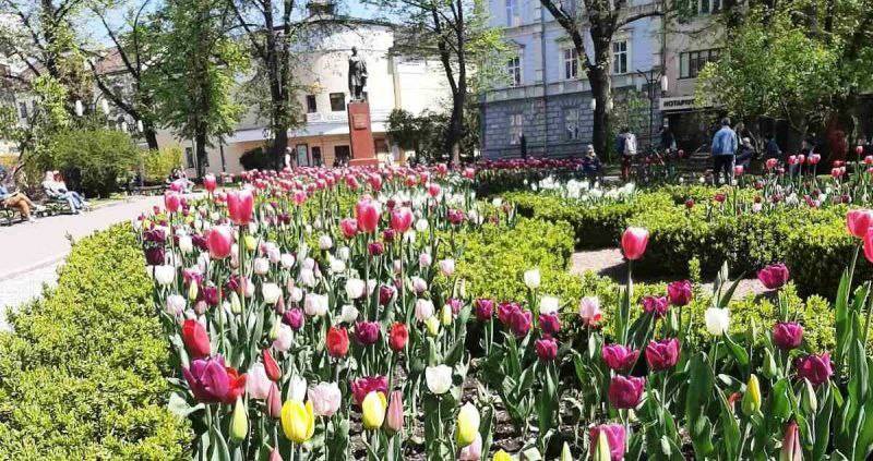 В Івано-Франківську розцвіли тюльпани