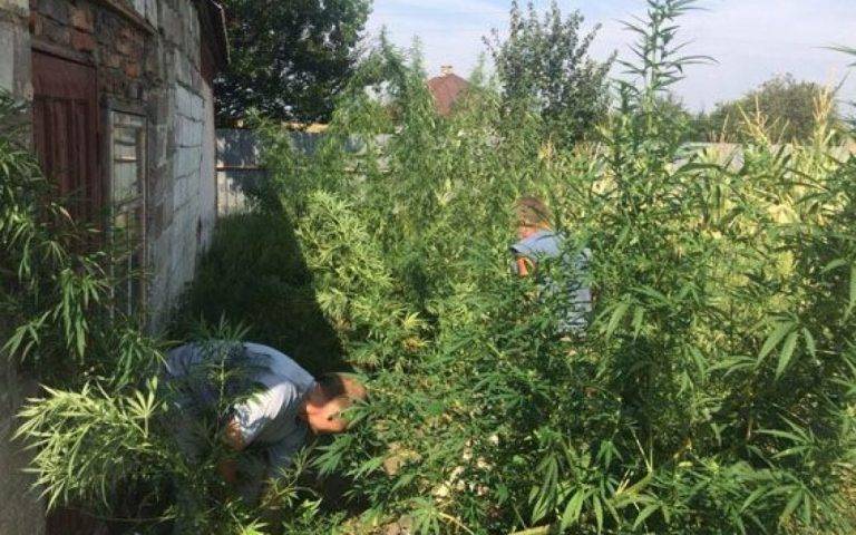 Суд винів вирок прикарпатцю, який виростив плантацію конопель