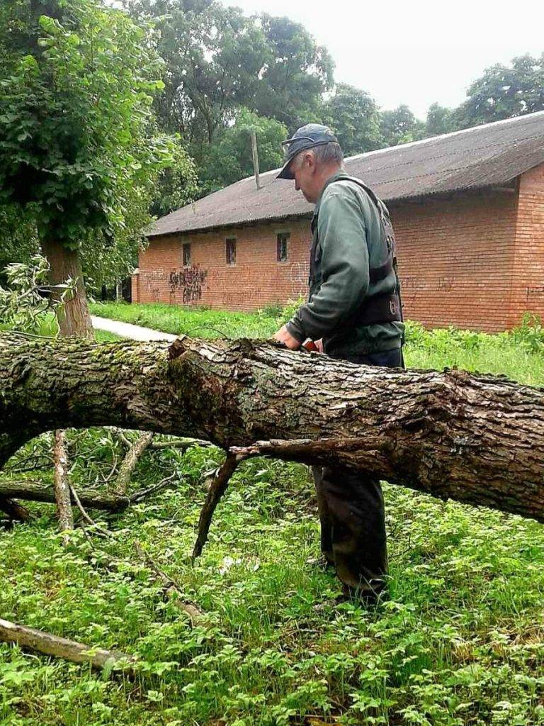 У Калуші негода валила дерева та залишила вулицю без електропостачання