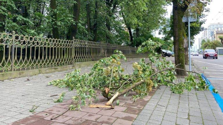 Десятки повалених дерев та вода у підвалах: в Івано-Франківській області ліквідували наслідки вчорашньої негоди