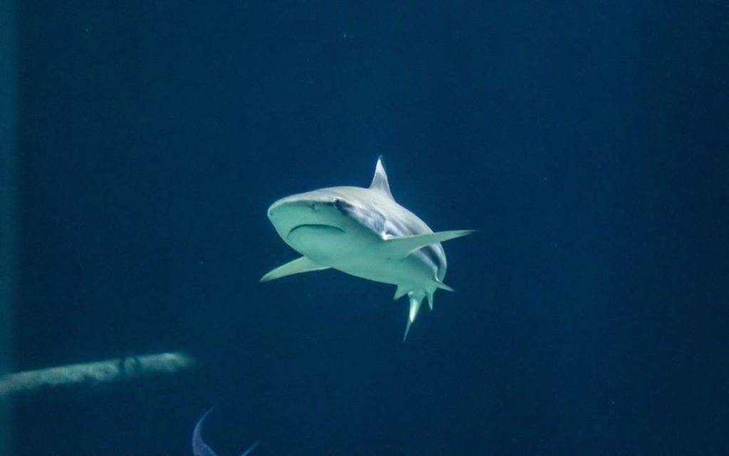 У Єгипті акула приплила до берега та з'їла російського туриста