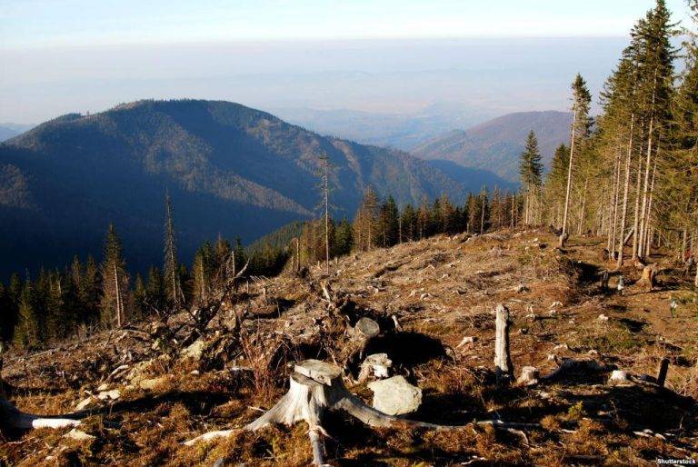 Мешканця Богородчанщини оштрафували за крадіжку сосен у лісгоспі