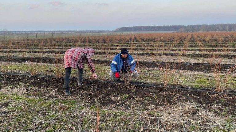 Планують розширення: як у селі на Івано-Франківщині вирощують лохину