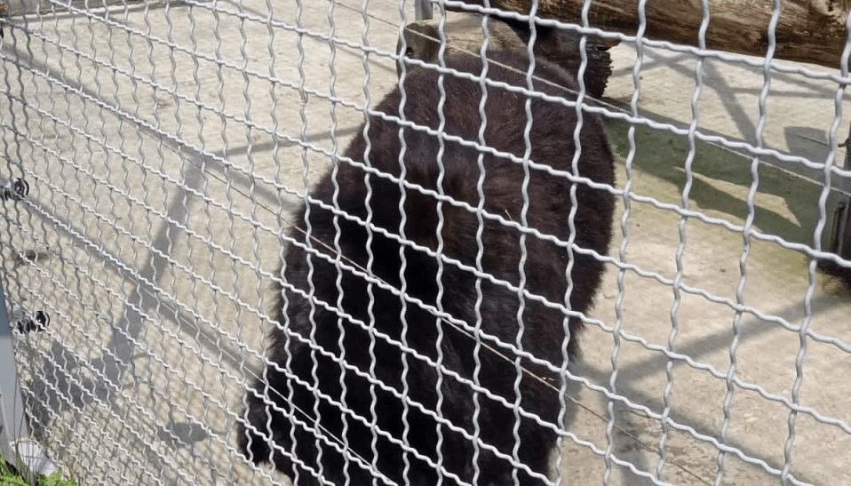 У зоопарку на Закарпатті жорстоко поводилися з дикими тваринами