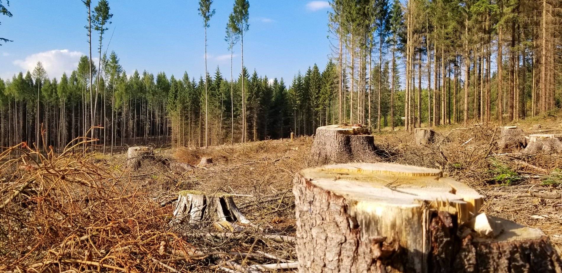 У прикарпатця, який зрубав дві смереки, конфіскували бензопилу