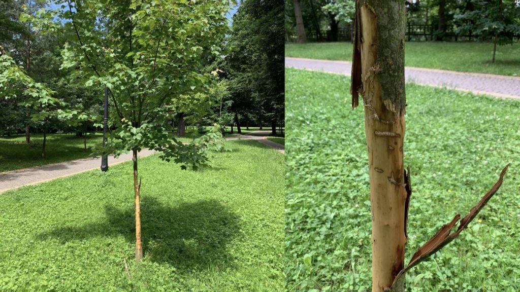 У міському парку Франківська пошкодили молодий клен – шукають свідків