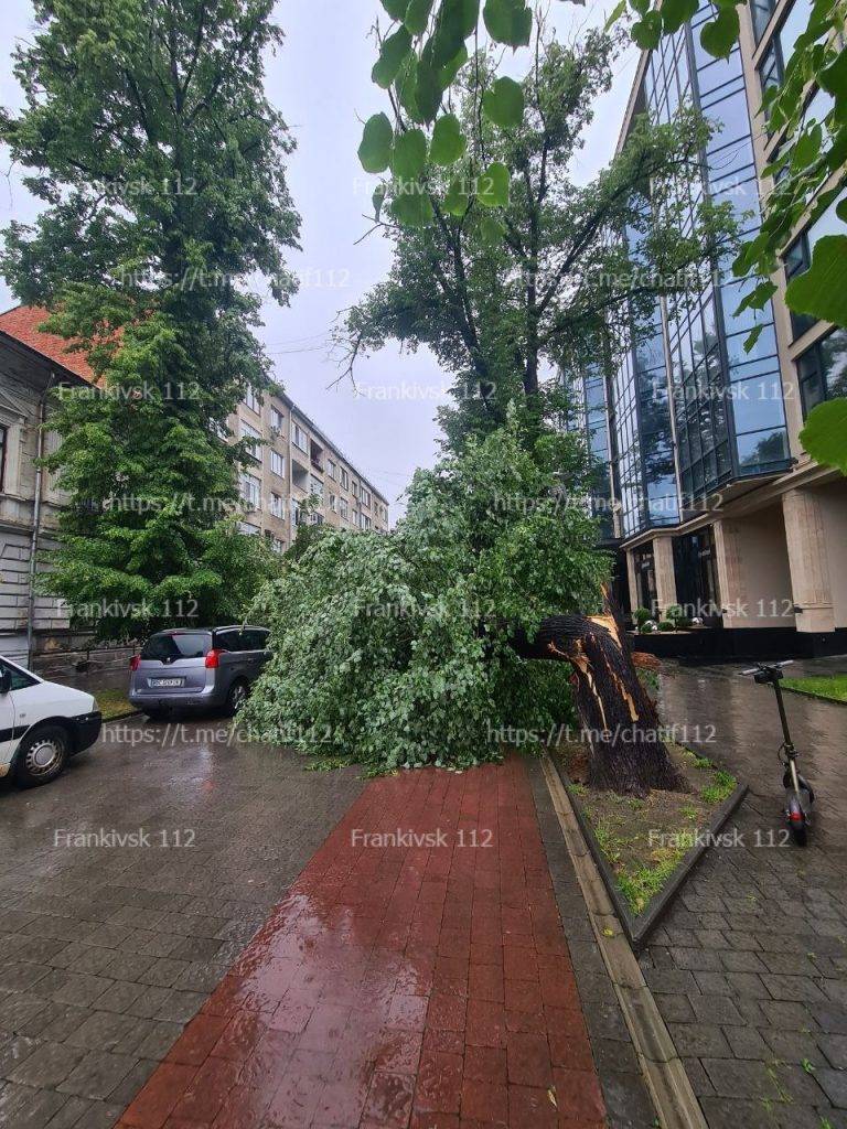 На вулиці Шевченка впало дерево - пошкоджені припарковані автомобілі. ФОТО