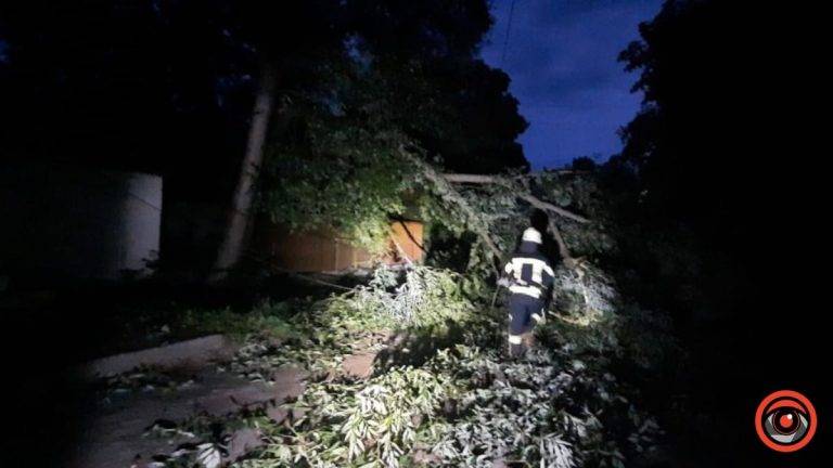 Внаслідок негоди у Коломиї впало дерево: на місці працювали рятувальники