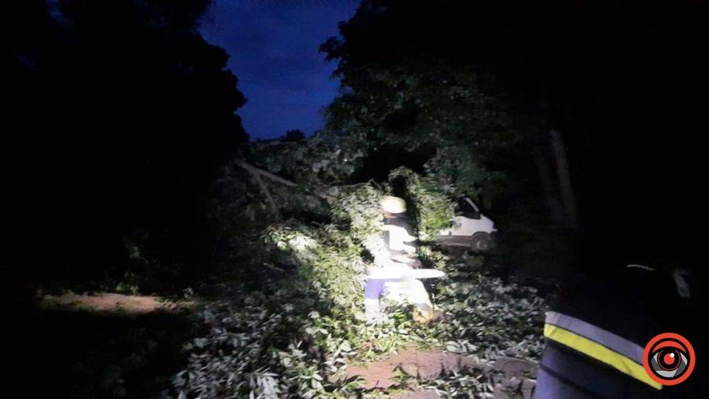 Внаслідок негоди у Коломиї впало дерево: на місці працювали рятувальники