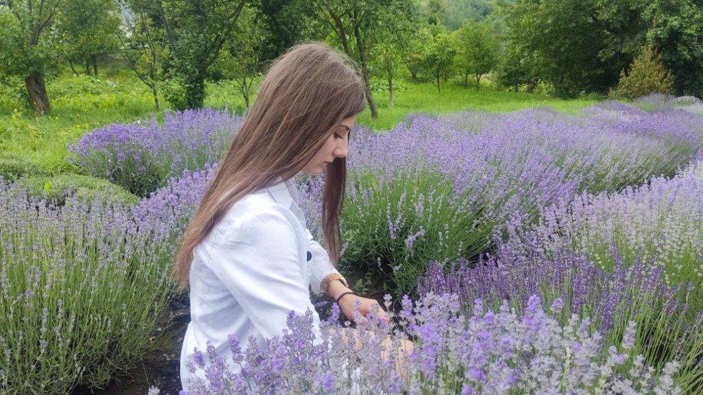 Як на Франківщині сім'я Волощуків вирощує лаванду й допомагає ЗСУ