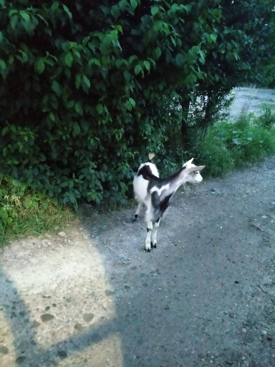 У Франківську рятувальники витягли з криниці козеня