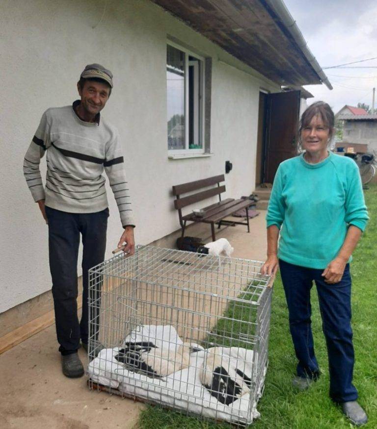 На Калущині місцеві мешканці врятували лелек, які випали з гнізда