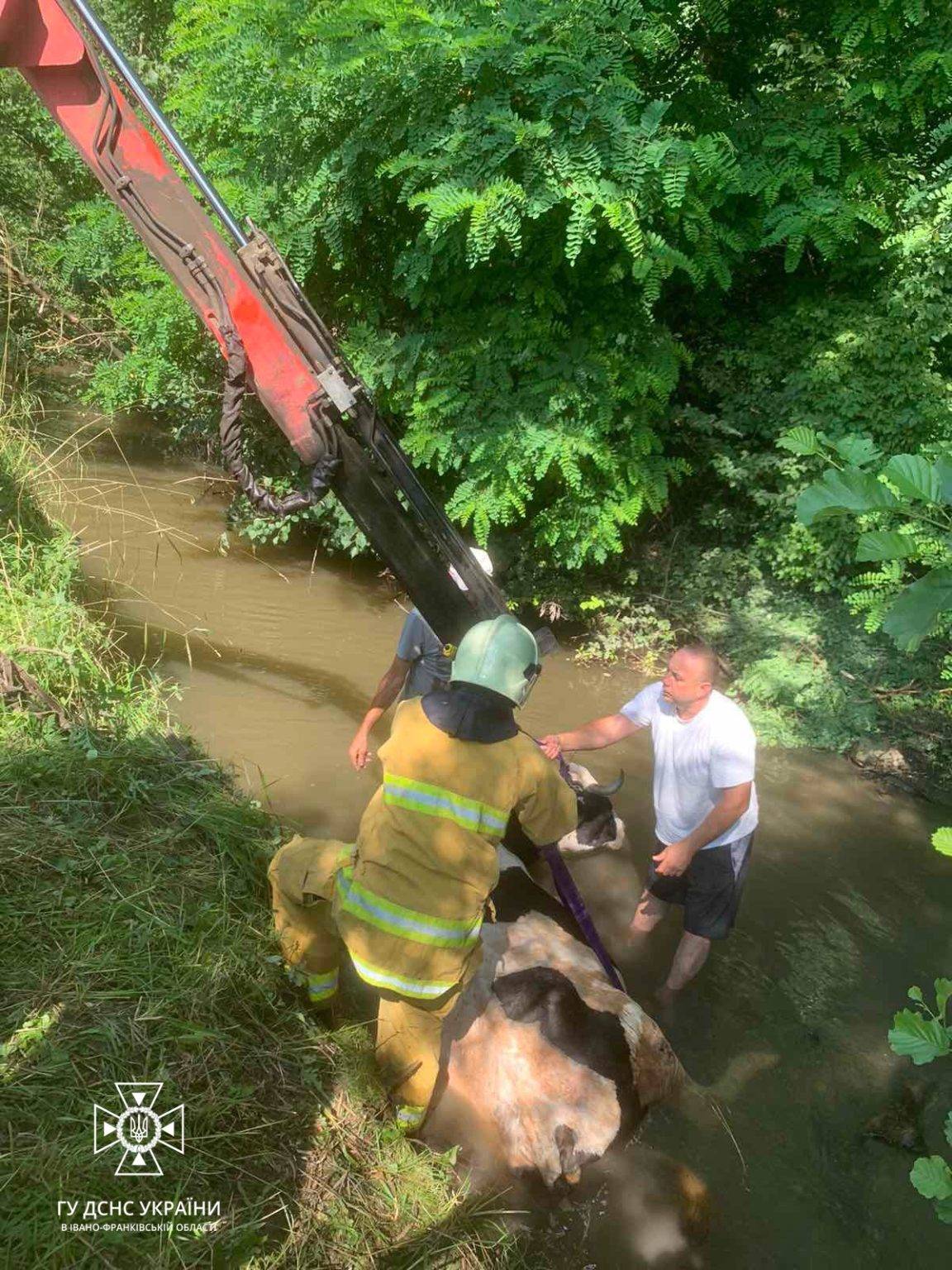 На Коломийщині рятувальники витягли з потічка корову