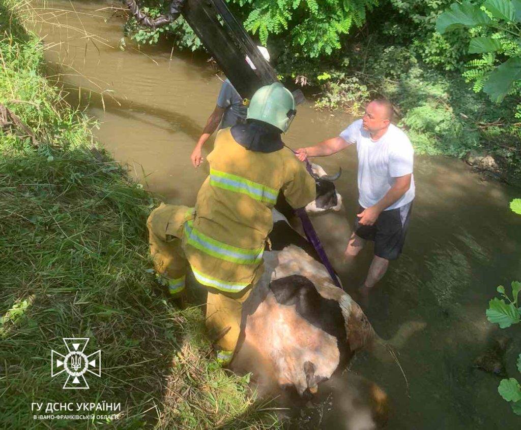 На Коломийщині рятувальники витягли з потічка корову
