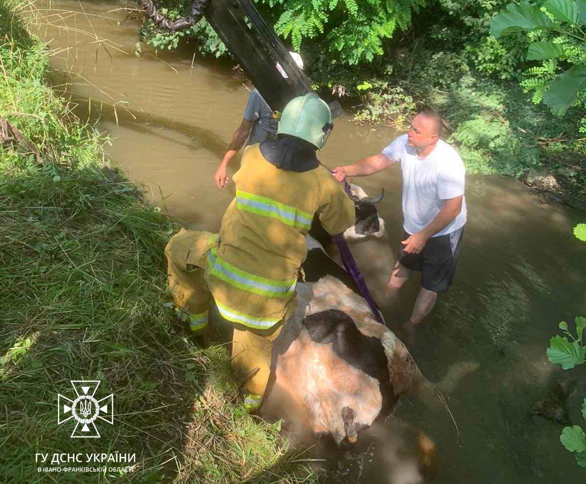 На Коломийщині рятувальники витягли з потічка корову