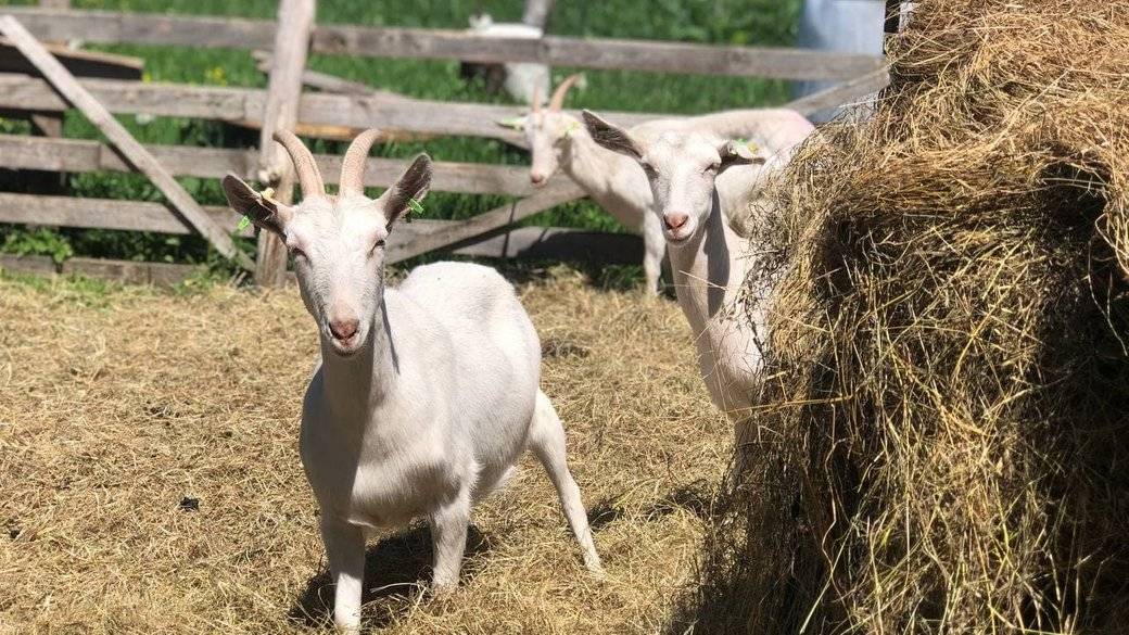 Франківські фермери отримали понад півмільйона гривень допомоги на утримання свійських тварин