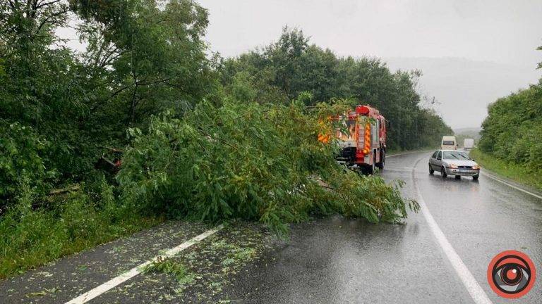 Через сильний вітер на Коломийщині впало дерево й загородило частину дороги