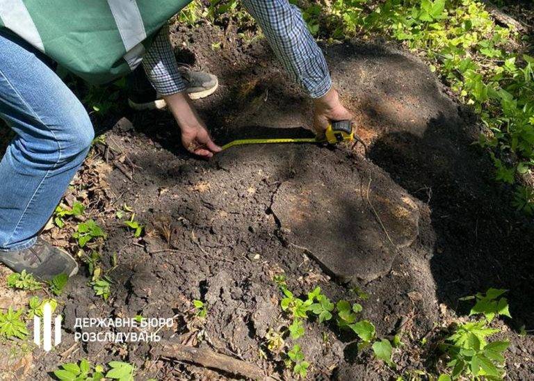 Інспектори Галицького нацпарку отримали підозри, бо дозволили масову вирубку дерев на 6 млн грн