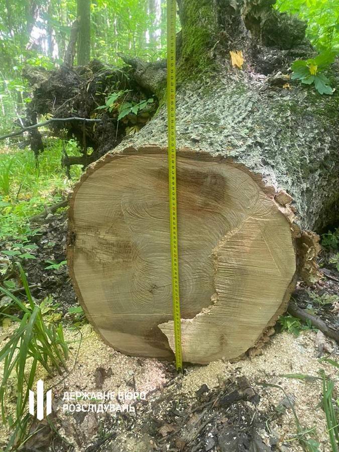 Інспектори Галицького нацпарку отримали підозри, бо дозволили масову вирубку дерев на 6 млн грн
